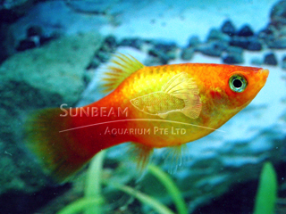 SUNSET NEON PLATY