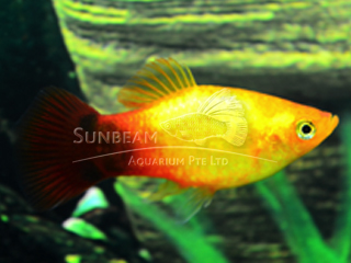 SUNSET MOON PLATY