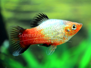 SUNSET RAINBOW PLATY