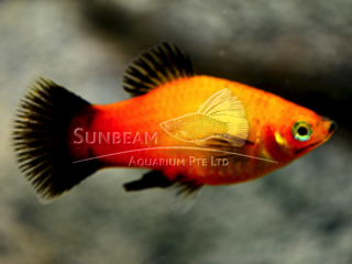 SUNSET WAGATIL PLATY