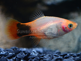 Sunburst Moon Platy 