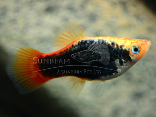 Sunburst TUXEDO Platy
