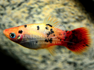 SUNBURST CALICO PLATY