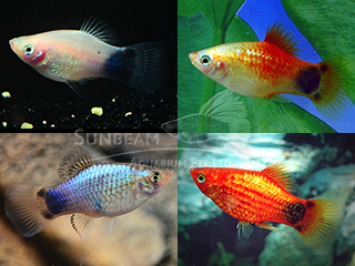 ASSORTED MOON PLATY