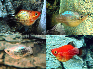 ASSORTED PLATY BALLOON