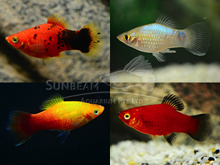 Assorted PLATY