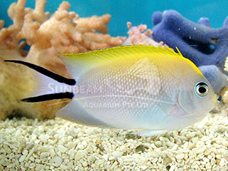 Black-spot Lyretail angel - FEMALE