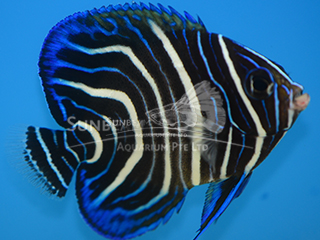 Blue Koran Angel (JUV) 