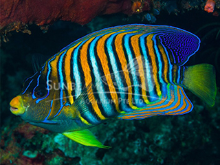 Regal Angel (PACIFIC)