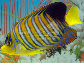 Regal Angel (INDIAN OCEAN)