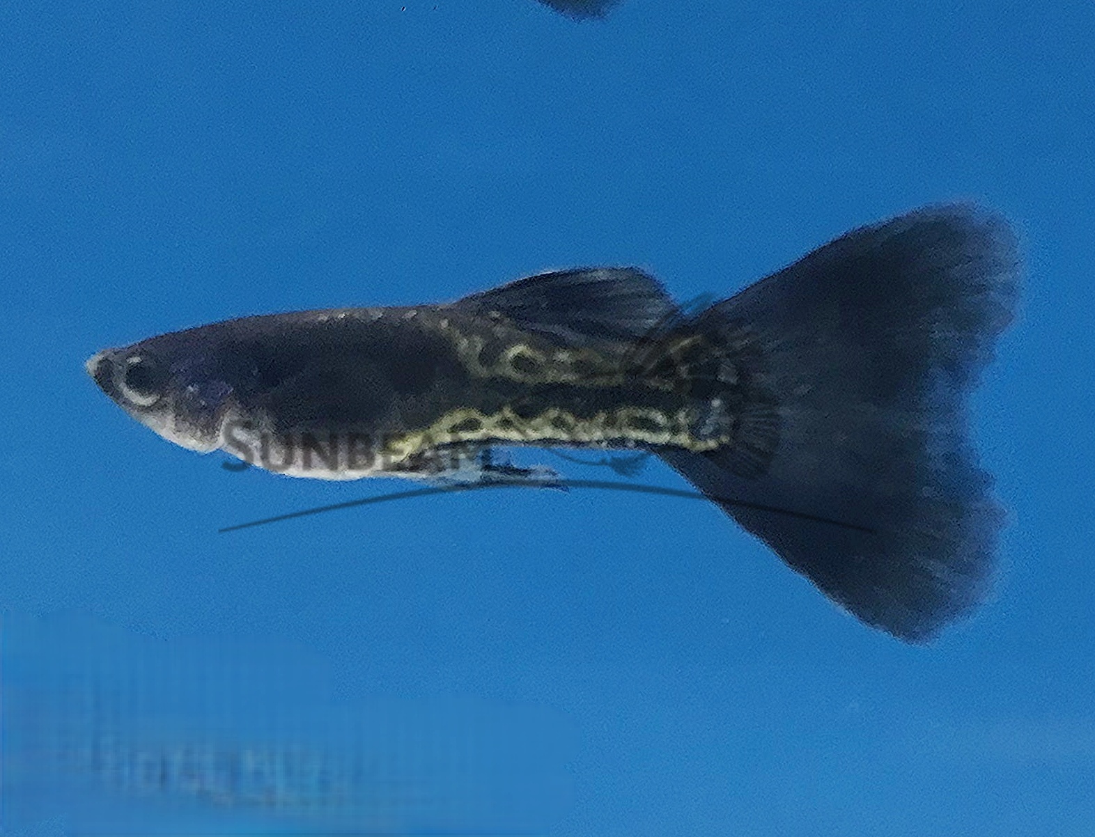 metal snake black lace Guppy