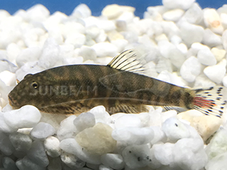 Red Tail Hillstream Loach                         