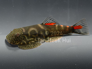 bloody Mary Hillstream Loach