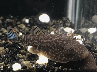 Blue Zebra Borneo Sucker 