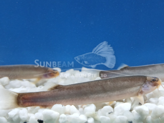 Thai Spirit Loach