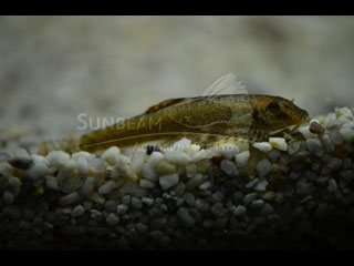 Red Fin Hillstream Loach