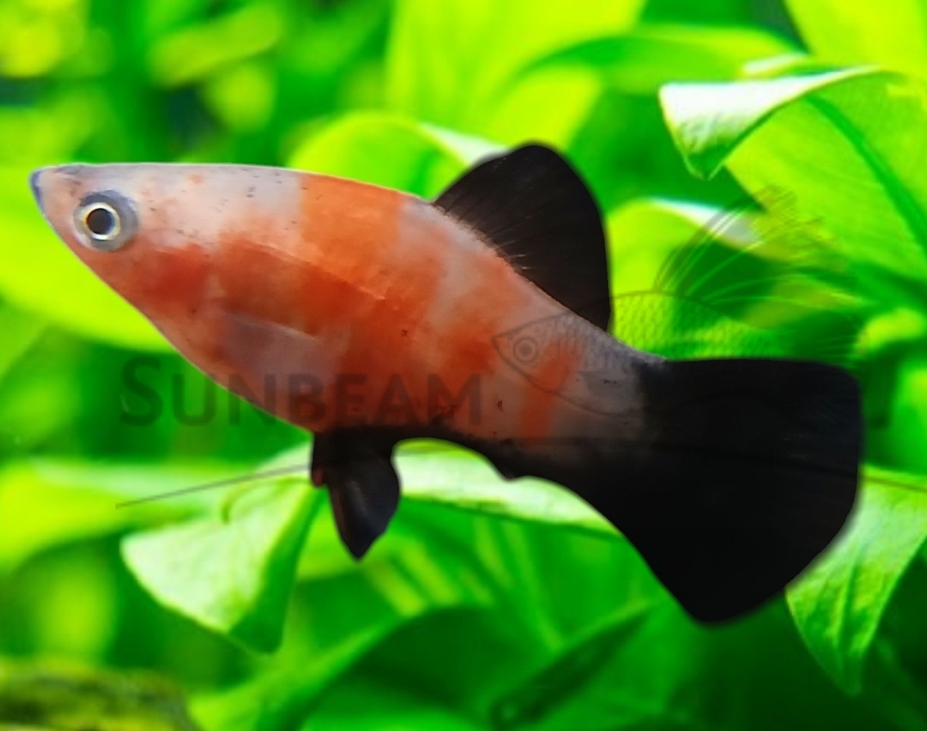 RED TIGER WAGTAIL PLATY