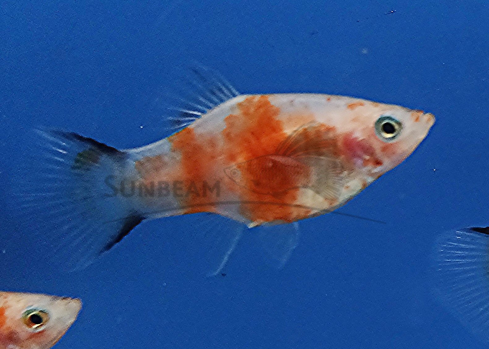 RED TIGER COMET PLATY
