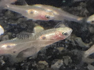 Strawberry Rasbora