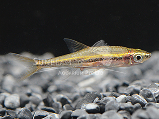 Black Stripe Rasbora