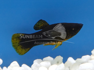 Orange Tail Black Molly