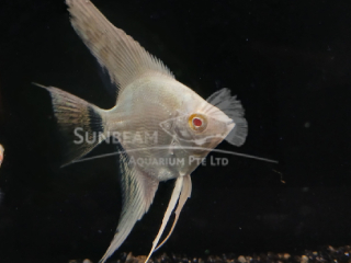 Red Eye Albino Angel